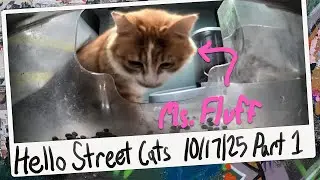 Rare Ms. Fluff Sighting at Happy Canteen! 😺💞 Hello Street Cat Archive 10/17/25 Pt 1
