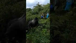 How Safe is Gorilla Trekking in Rwanda? Full Experience Explained #mountaingorillas #tourrwanda