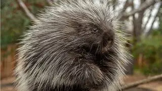 The second largest rodent in North America