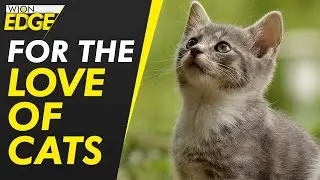 International Cat Day: 'Cat lady' of Cyprus feeds stray cats for 32 years