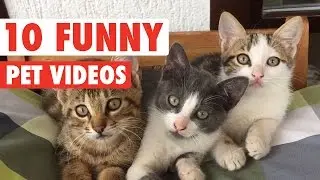 Hilarious Pet Video Countdown Compilation