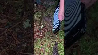 Frog gets hypnotized #funny #memes #youtubeshorts