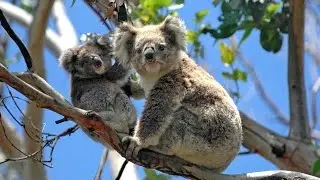 King Koala
