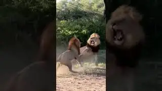 Lion Vs. Lion | video from a safari leaked