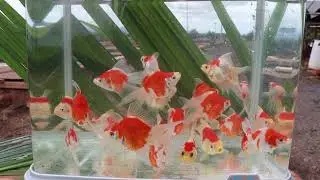 Tamasaba A