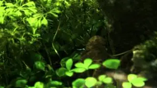 27L OptiWhite by Aquaworld Aquariums