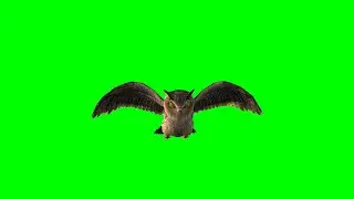 🦉 OWL IN FLIGHT 🦉 MOTION TOP 💯| #greenscreen effects - chroma key animations Footage VIDEO HD *1080*