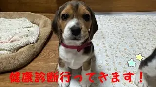 [ビーグル]ビーグルパピーたちが健康診断に行ってきた日(マナ)