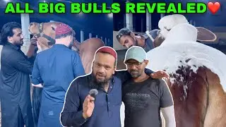 Wahaj Bhai Aur Shazan Bhai Ko Saray Big Bulls Dikha Diye Kya Review Mila || Amazing Cattles Pakistan