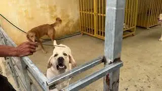 Feeding Many&rsquo;s Dog Life