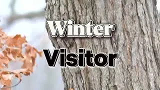 Winter Visitor 