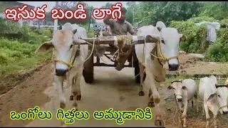 sand Bullock cart pulling bulls for sale,9505902927