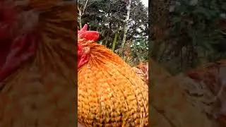 Najpiękniejszy kogut w kurniku Kazika #zwierzaki #chicken #farming #animals #dr&oacute;b #zwierzęta #farm