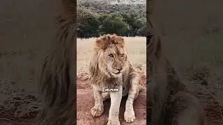 Kind Man Rescues a Lion Cub 😍 #lion #animals #wildlife #rescue