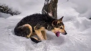 Abandoned Dog Waits In The Snow Near A Train Station