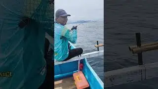 Strike Kerapu Ekor Gunting #fishing #mancing #tokitoki #mancingmantap #mancingmania #fish