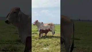 Vaca Brahman comercial con su cr&iacute;a 🐮