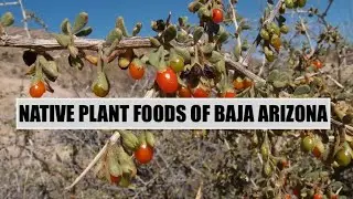 Native Foods of Baja Arizona