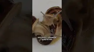 Самая одинокая улитка в мире #шорты