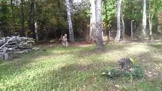 Azawakh Tigidit Wiluna - Her firs 'run free' (Autumn 2014)