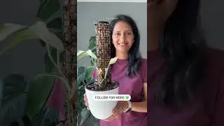 Moss pole from upcycled plastic bottle | Cycle of Plant