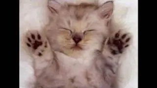 chat gris,chagrin.wmv