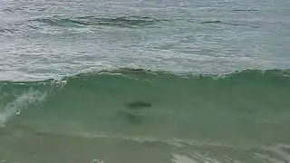 What is in the water at Panama City Beach?