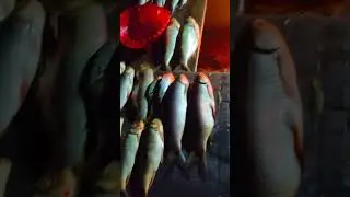 #winter #cold#fish #pakistan #kpk