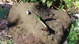 Snowdrop (Galanthus nivalis) - Plant Identification