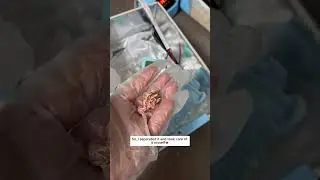 Poor baby bird #parrot #babyparrot #shorts