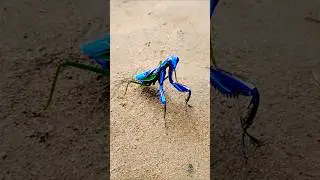 yt effects filters part(45) #driftphonk #cyborg