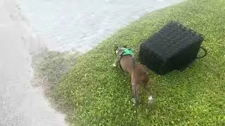 👟 Funny Boston Terrier Walks in Shoes &ndash; Tyson&rsquo;s Tiny Dog Strut!