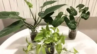 Some Of My Aroids In Water Culture