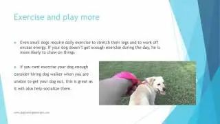 How to stop your dog chewing everything