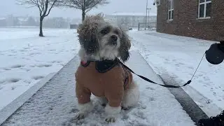 Winter Wonder-Pup 🐾🐶 |Ogre & Fam|