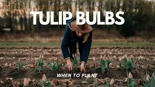 When to Plant Tulip Bulbs 🌷 for a Beautiful Spring Bloom? ❄️