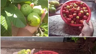 Primeira colheta de goiaba no pé , e de limão tmb ,+ colhendo acelora