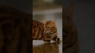 The spotted cat is stalking its prey to make its meal #videoshorts #cat #viralvideo #viralvideo#cat