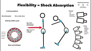 Flexibility is Strength: Shock Absorption is Force Transference