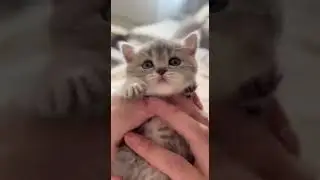 Cute baby kittens 🙈❤️🤩 irresistible playtime moments #kittens #cutepets #catlover