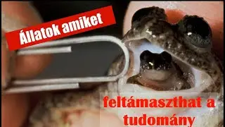10 kihalt &aacute;llat,amit hamarosan felt&aacute;maszt a tudom&aacute;ny