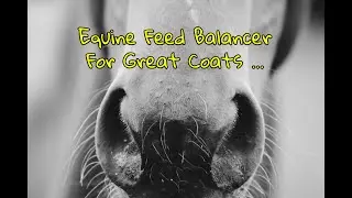 Equine Feed Balancer Naturally From Global Herbs #equinecare