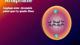 Cell Cycle video