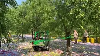 Crawler self-propelled collecting umbrella fruit shaking machine fruit picking vibration harvester