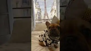 LUXURY dog accessories at AFFORDABLE prices‼️💖🇫🇷✨ #dogaccessories #dogs #dogfashion