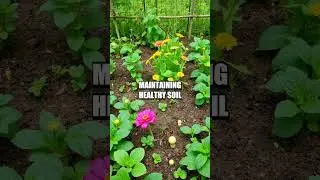 Exploring the Benefits of Biointensive Gardening