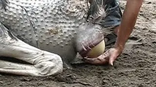Giant Bird Egg Laying Process - Eggs Ostrich