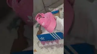 The cutest🤭 #fyp #foryoupage #adidas #footlocker #shoehaul #shoes #sneakerhead #gym #gymtok #unboxi