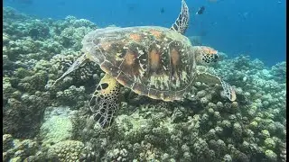 10-31-23 Papeete Market & Snorkel Tour