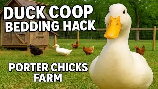 Duck Coop!  🐥🦆 #duck #home #duckcoop #fyp